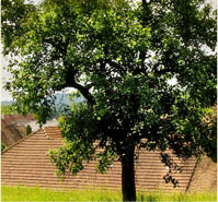 baum